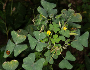 Oxalis dillenii (oxalis, common yellow wood-sorrel, common yellow woodsorrel, yellow wood-sorrel, common yellow oxalis, slender yellow woodsorrel)