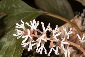 Pachysandra procumbens (pachysandra, Alleghany spurge, Alleghany pachysandra, Allegheny-spurge)