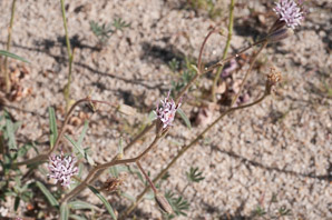 Palafoxia arida (Spanish needle)