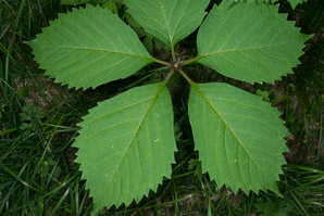 Parthenocissus quinquefolia (Virginia creeper)