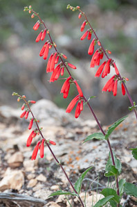 Penstemon centranthifolius (scarlet bugler)