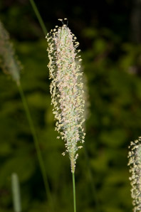 Phleum pratense (timothy)
