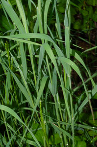 Phleum pratense (timothy)