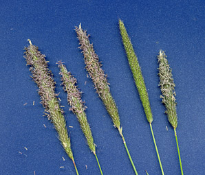 Phleum pratense (timothy)