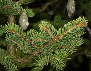 Picea rubens (red spruce, Eastern spruce, yellow spruce)