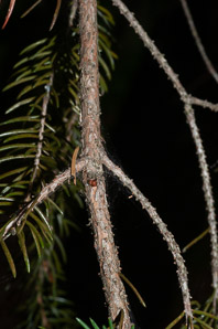 Picea rubens (red spruce, Eastern spruce, yellow spruce)