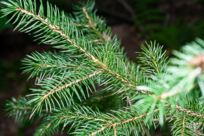 Picea rubens (red spruce, Eastern spruce, yellow spruce)