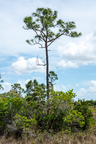 Pinus elliottii (slash pine, yellow slash pine, swamp pine)