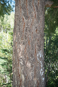 Pinus monophylla (singleleaf piñon, pinyon pine, single-leaf pinyon pine, single-leaf piñon pine, singleleaf pinyon)