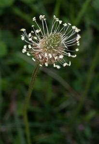 Plantago lanceolata (English plantain, ribwort plantain, narrowleaf plantain)