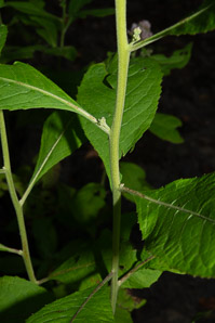 Pluchea camphorata (stinkweed)