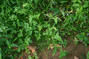 Polygonum arifolium (halberd-leaved tearthumb)