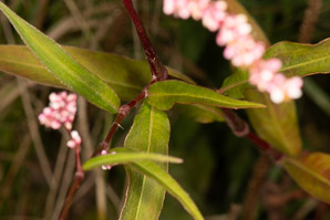 Polygonum lapathifolium (nodding smartweed, pale smartweed, dock-leaved smartweed, curlytop knotweed)