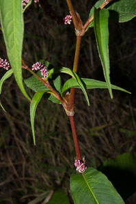 Polygonum persicaria (lady’s thumb, persicaria, redleg, spotted ladysthumb, Adam’s plaster, lily of the valley)
