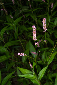 Polygonum persicaria (lady’s thumb, persicaria, redleg, spotted ladysthumb, Adam’s plaster, lily of the valley)