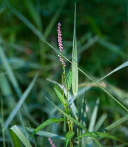 Polygonum persicaria (lady’s thumb, persicaria, redleg, spotted ladysthumb, Adam’s plaster, lily of the valley)