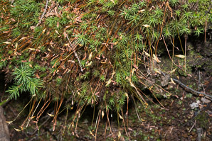 Polytrichum commune (common haircap moss, haircap moss, polytrichum moss)
