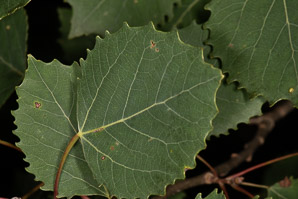 Populus grandidentata (bigtooth aspen, large-tooth aspen, American aspen, white poplar, aspen)