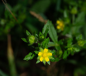 Potentilla intermedia (downy cinquefoil)