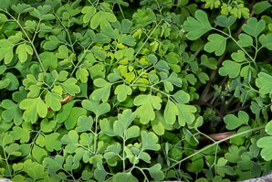 Pseudofumaria lutea (yellow corydalis, rock fumewort)