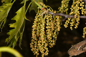 Quercus rubra (northern red oak, champion oak, red oak)