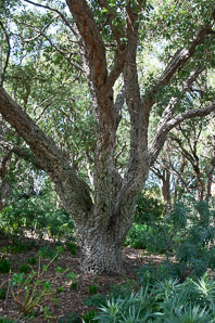 Quercus suber (cork oak)