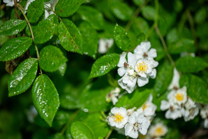 Rosa multiflora (multiflora rose, rambling rose, baby rose, Japanese rose, many-flowered rose, seven-sisters rose)