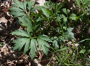 Rudbeckia laciniata