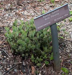 Ruellia humilis (wild petunia)