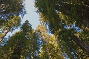 Sequoia sempervirens (coast redwood, giant sequoia, giant redwood, California redwood, redwood)