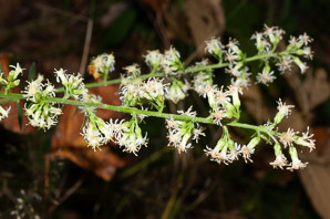 Solidago bicolor (silverrod, white goldenrod)