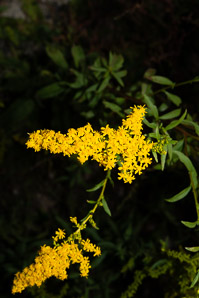 Solidago juncea (early goldenrod)