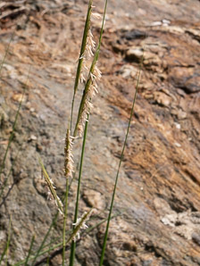 Spartina alterniflora (smooth cordgrass, saltmarsh cordgrass, salt-water cordgrass)