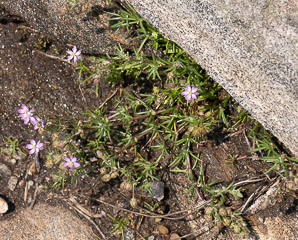Spergularia rubra (red sandspurry, roadside sand-spurry)