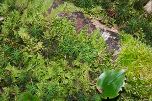Thuidium delicatulum (delicate fern moss, fern moss, common fern moss, delicate thuidium moss)