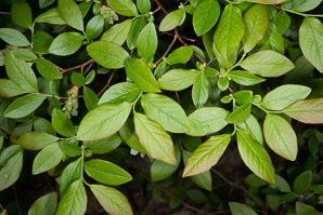 Vaccinium angustifolium (lowbush blueberry, blueberry)