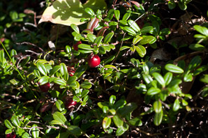 Vaccinium vitis-idaea (lingonberry, mountain cranberry, cowberry, foxberry, red whortleberry, low bush cranberry, low bush partridgeberry, partridgeberry)