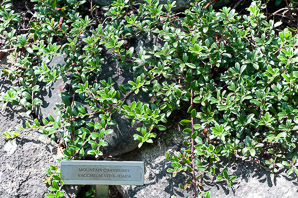 Vaccinium vitis-idaea (lingonberry, mountain cranberry, cowberry, foxberry, red whortleberry, low bush cranberry, low bush partridgeberry, partridgeberry)