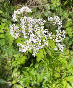 Valeriana officinalis (valerian, garden heliotrope, all-heal, garden valerian)