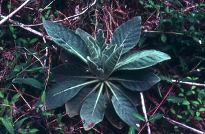 Verbascum thapsus (common mullein)