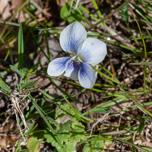 Viola cucullata (blue marsh violet)