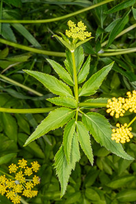 Zizia aptera (heart-leaved golden alexander, meadow zizia, heart-leaved golden alexanders)