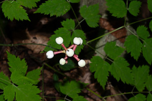 Actaea pachypoda (white baneberry, doll’s eyes)