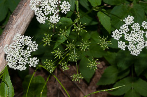 Aegopodium podagraria (ground elder, herb gerard, bishop’s weed, goutweed, gout wort, snow-in-the-mountain, English masterwort, wild masterwort, bishop’s goutweed)