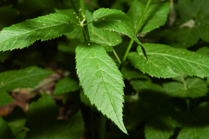 Aegopodium podagraria (ground elder, herb gerard, bishop’s weed, goutweed, gout wort, snow-in-the-mountain, English masterwort, wild masterwort, bishop’s goutweed)