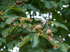 Aesculus hippocastanum (horse chestnut)