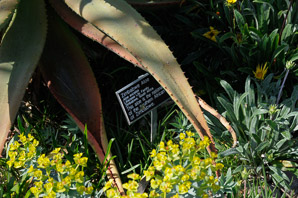 Aloe excelsa (Zimbabwe aloe)