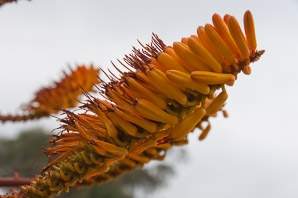 Aloe marlothii (flat-flowered aloe, bergaalwyn)
