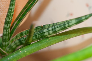 Aloe variegata (partridge breast aloe)