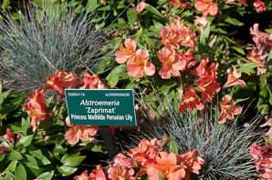 Alstroemeria ‘Zaprimat’ (Princess Mathilde Peruvian lily)
